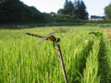060907tombo