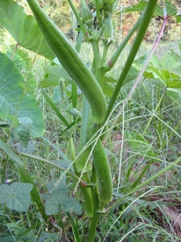 060918okura.jpg