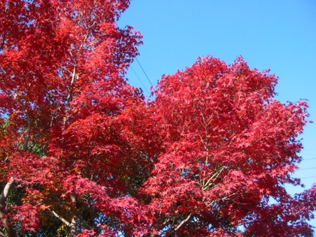 061124momiji
