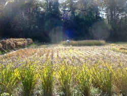 061203sun-shine