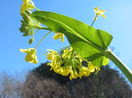 070308nanohana