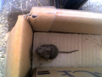070316mickyy