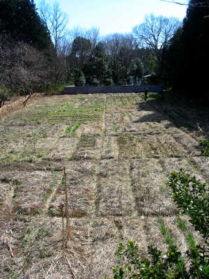 070318tsukushi