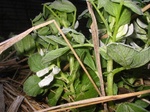 070405soramame