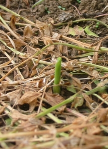 070420corn