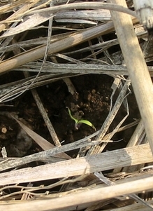070420tomato