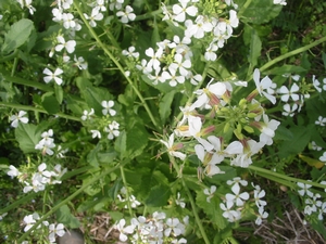 070422daikon-top