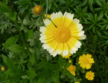 070528shungiku