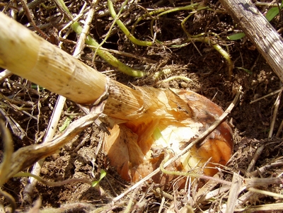 070617tamanegi
