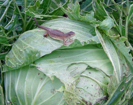 070721cabbage