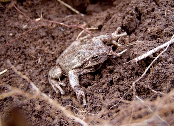 071206geko.jpg