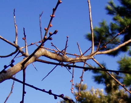 080213buds.jpg