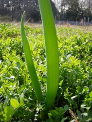 080404negi-in-kise.jpg