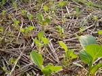080516naedoko-cabbage.jpg