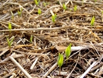 080516naedoko-greenpepper.jpg