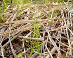 080516naedoko-onion.jpg