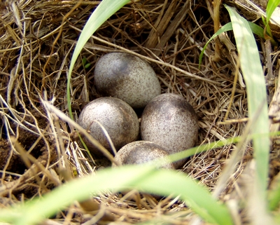 080528eggs.jpg