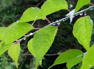 080529raining.jpg