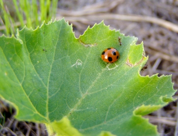 080604ladybird.jpg