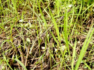 080606nawashiro2jpg.jpg