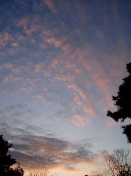 081028kamiokuri.jpg