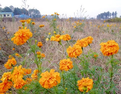 081106marigold.jpg