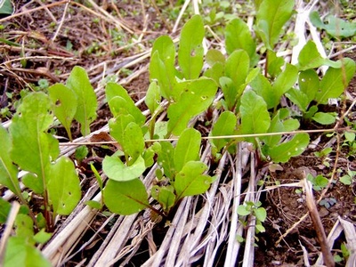 081106rucola.jpg