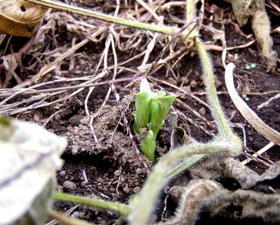 081106soramame.jpg