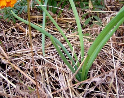 081106tamanegi.jpg