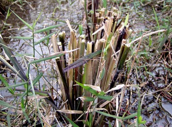 081130kariowari.jpg