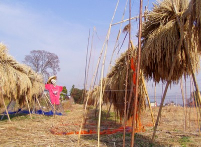 081212inakiboshi.jpg