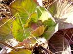 081225cabbage.jpg