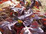 081225chard.jpg