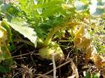 081225daikon.jpg
