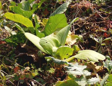 081225mixed_leaf.jpg