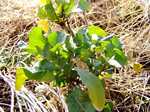 081225rucola.jpg