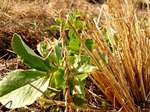 081225soramame.jpg