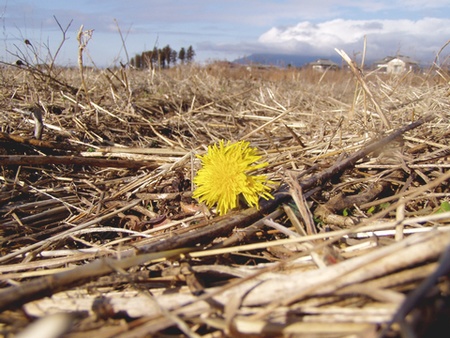 090123yellow.jpg