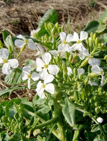 090320daikon.jpg