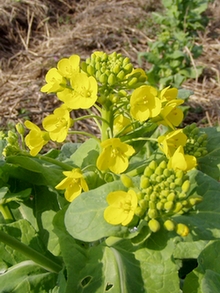 090320hakusai.jpg