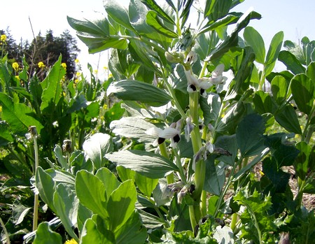 090422soramame.jpg