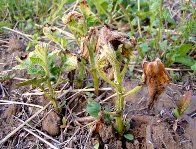 090429NOpotate.jpg