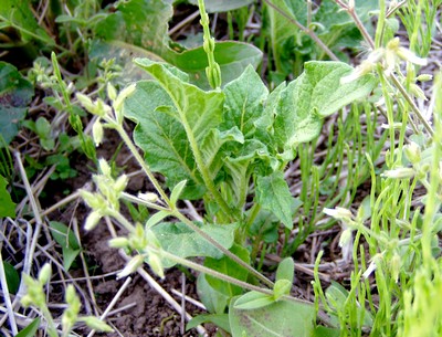 090429OKpotate.jpg