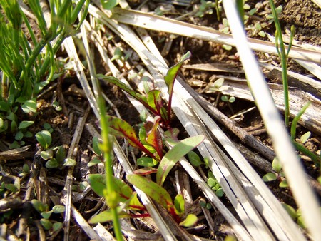 090429beets.jpg