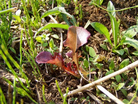 090429lettuce.jpg