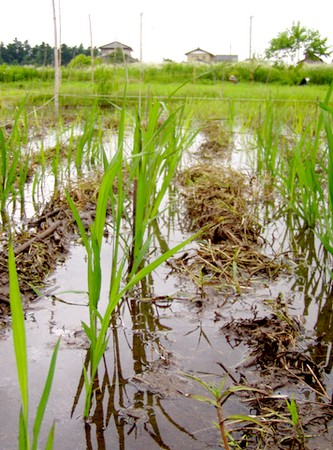 090628rice.jpg