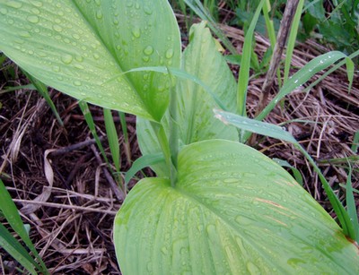 090721rainning.jpg