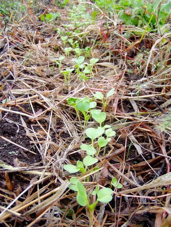 091007daikon.jpg