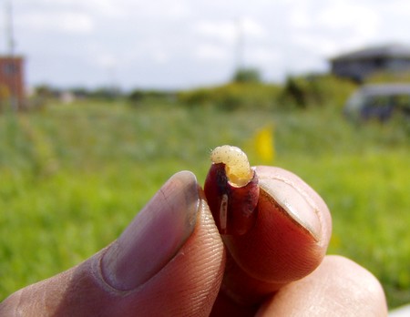 091010larva .jpg