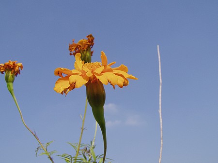 091018marygold.jpg